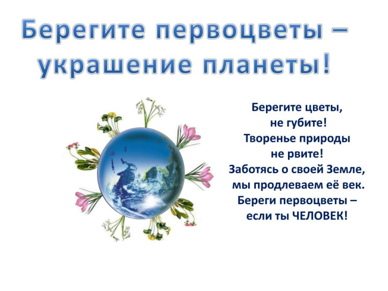 Берегите первоцветы, оставьте цветы весне!.